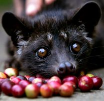 Kopi Luwak (крепость 5) Kopi Luwak (крепость 5)